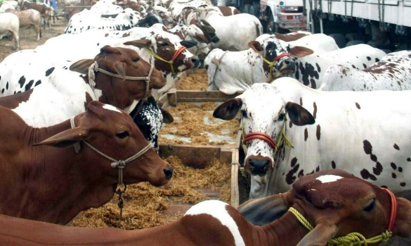 سکھر میں مویشی منڈی سج گئی ، خریداری کا رجحان کم