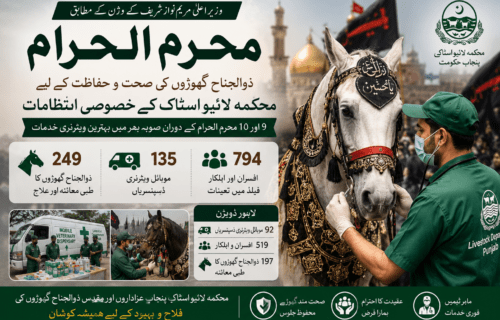 محرم الحرام: ذوالجناح گھوڑوں کی صحت و حفاظت کے لیے محکمہ لائیو اسٹاک کے خصوصی انتظامات