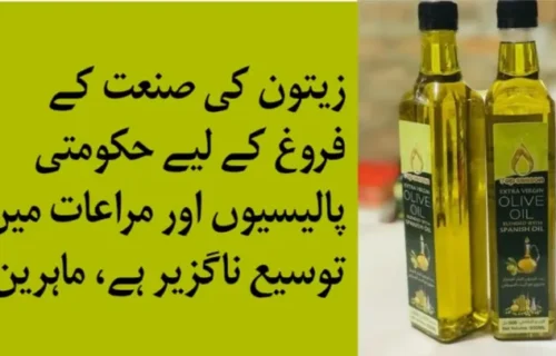 زیتون کی صنعت کے فروغ کے لیے حکومتی پالیسیوں اور مراعات میں توسیع ناگزیر ہے