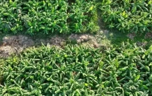 سعودی علاقہ جازان آم، کیلے، پپیتے اور امرود کی پیداوار کا بڑا مرکز بن گیا