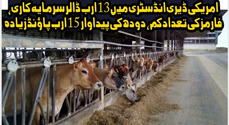 امریکی ڈیری انڈسٹری میں 13 ارب ڈالر کی سرمایہ کاری کا منصوبہ، ڈیری فارمز کی تعداد کم مگر دودھ کی پیداوار میں 15 ارب پاؤنڈ اضافہ ہو گا