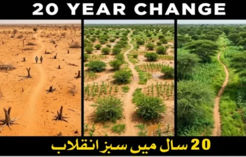 نائجر نے ایک بھی نیا درخت لگائے بغیر ایک کروڑ 24 لاکھ ایکڑ زمین بحال کرلی، 20 کروڑ درخت دوبارہ اُگ آئے