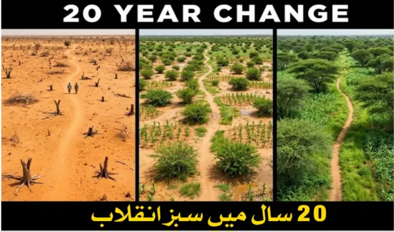 نائجر نے ایک بھی نیا درخت لگائے بغیر ایک کروڑ 24 لاکھ ایکڑ زمین بحال کرلی، 20 کروڑ درخت دوبارہ اُگ آئے